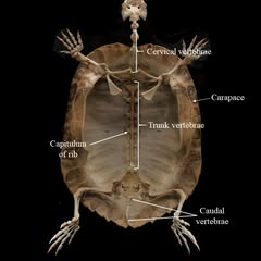 a model of the skeletal system of a turtle, showing shell's attached ribcage