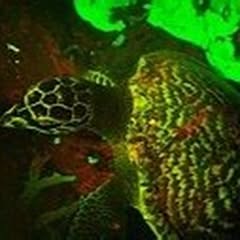 a large hawksbill turtle that looks as if it is glowing a florescent green