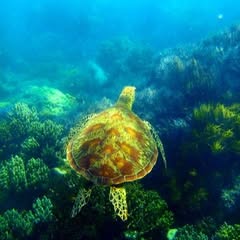 a sea turtle under water swimming on top of some underwater platn life