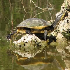 a black and yellow turtle sitting on a tan rock over a greenish yellow body of water