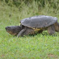 a common snappinf turtle walking over a grass field