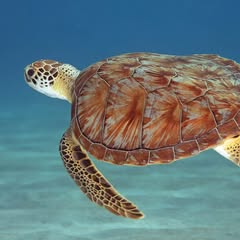 a sea turtle sminng in a empty ocean with a sandy floor with a blend of blue white and red patter on it's shell