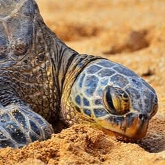 a mostly black turtle laying on a beach with orangish yellow sand