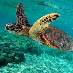 a yellow and brown adult sea turtle swimmin in a greenish blue ocean