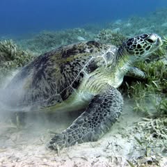 a large sea turtle disturbing the sand on the ocean floor beside some moss like oceanic plant